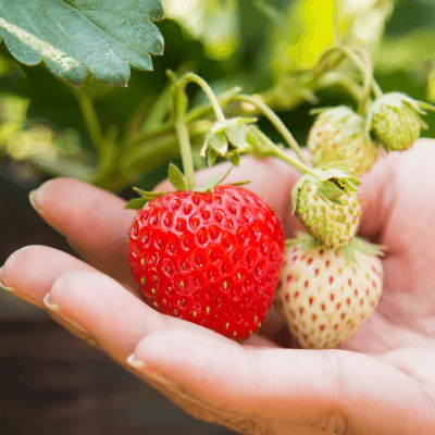 Hand touching green crops