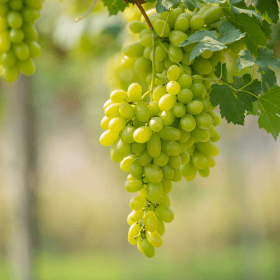 Tractor plowing agricultural land